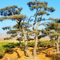 泰山松批发|山东基地专业供应泰山景观松